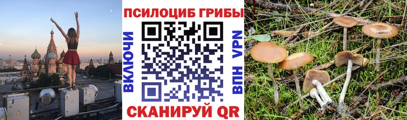 где найти наркотики  Микунь  Галлюциногенные грибы Cubensis 
